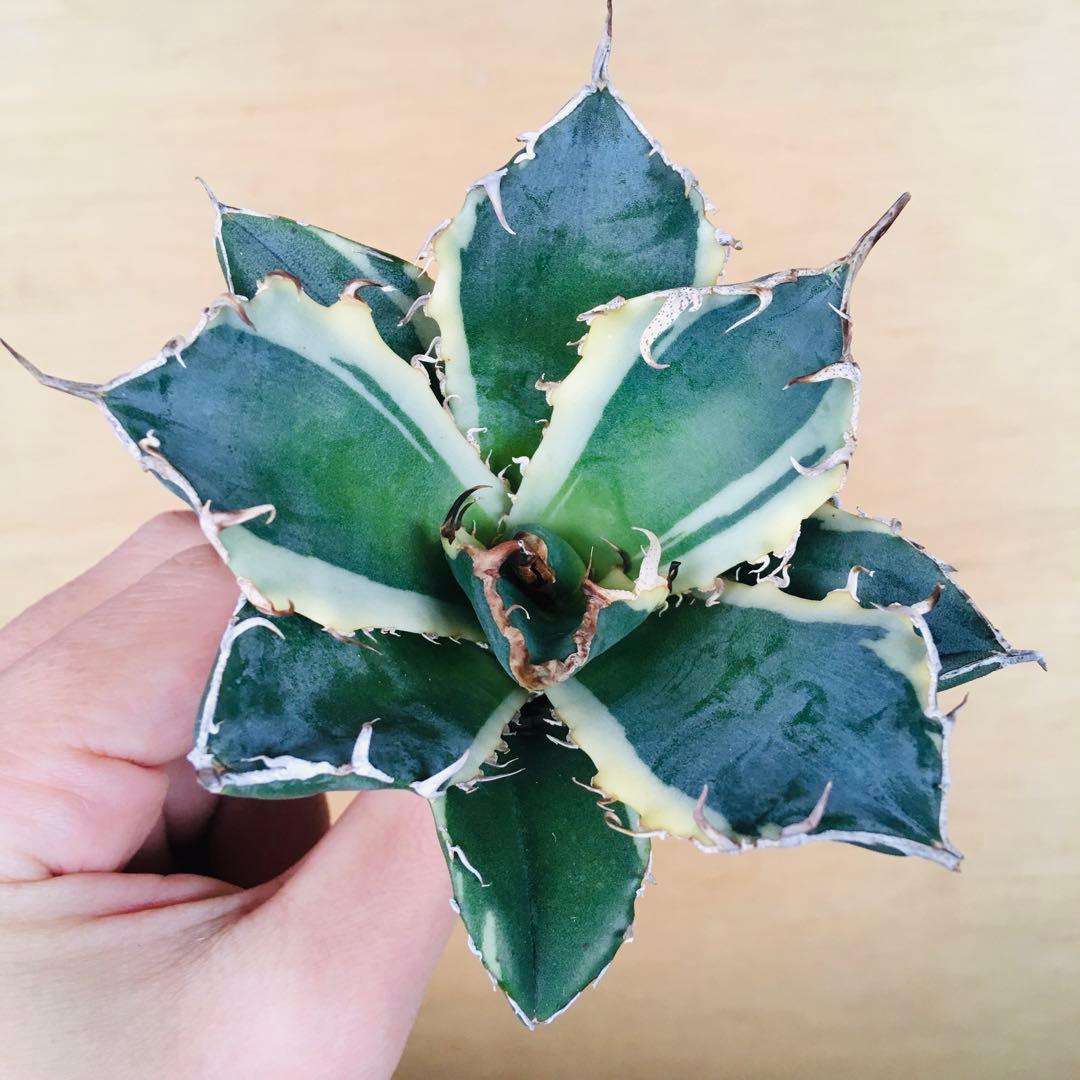 2 白鯨錦 クリーム覆輪斑 強棘 TC株 アガベ チタノタ