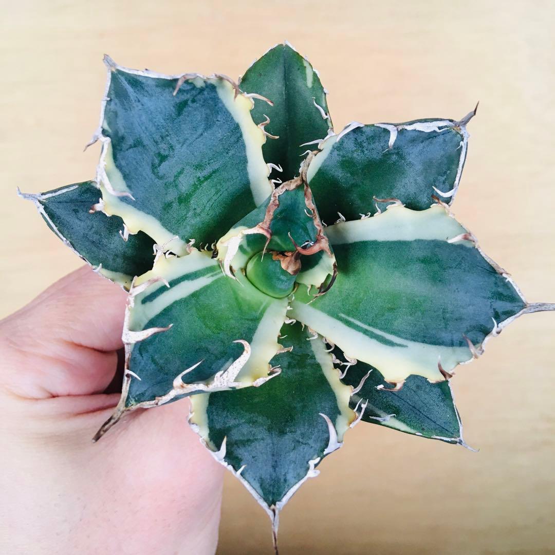 2 白鯨錦 クリーム覆輪斑 強棘 TC株 アガベ チタノタ