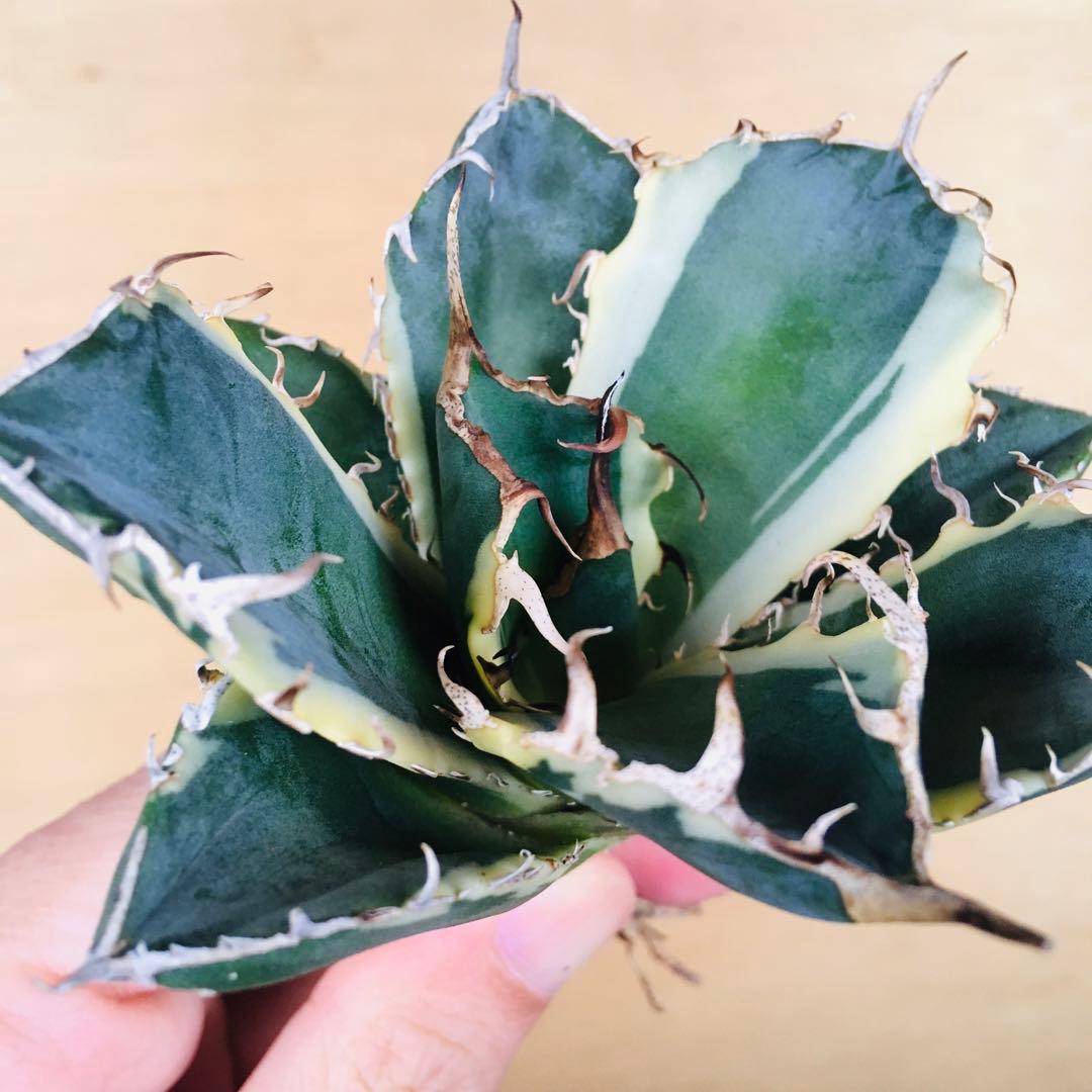 2 白鯨錦 クリーム覆輪斑 強棘 TC株 アガベ チタノタ