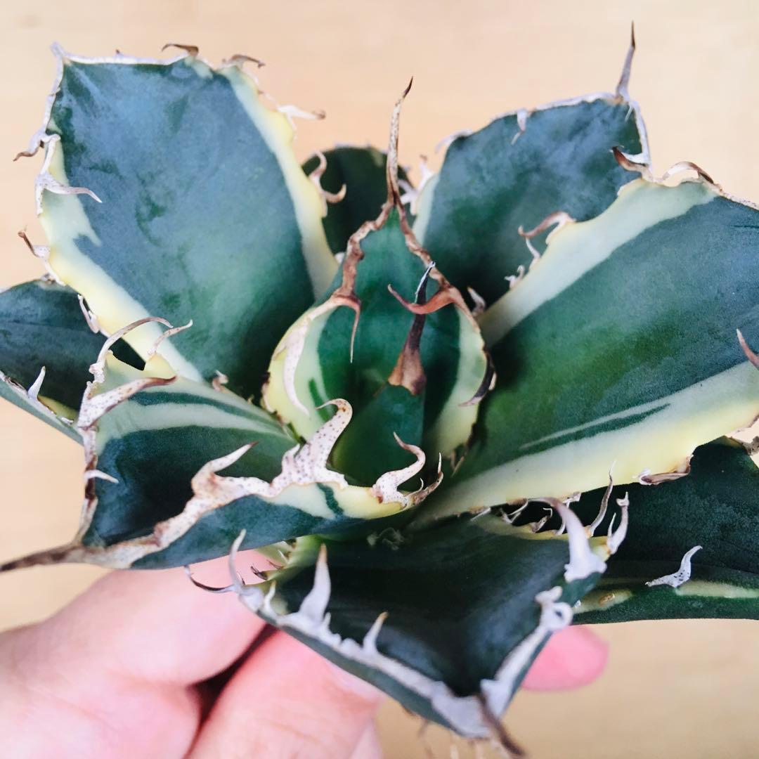 2 白鯨錦 クリーム覆輪斑 強棘 TC株 アガベ チタノタ