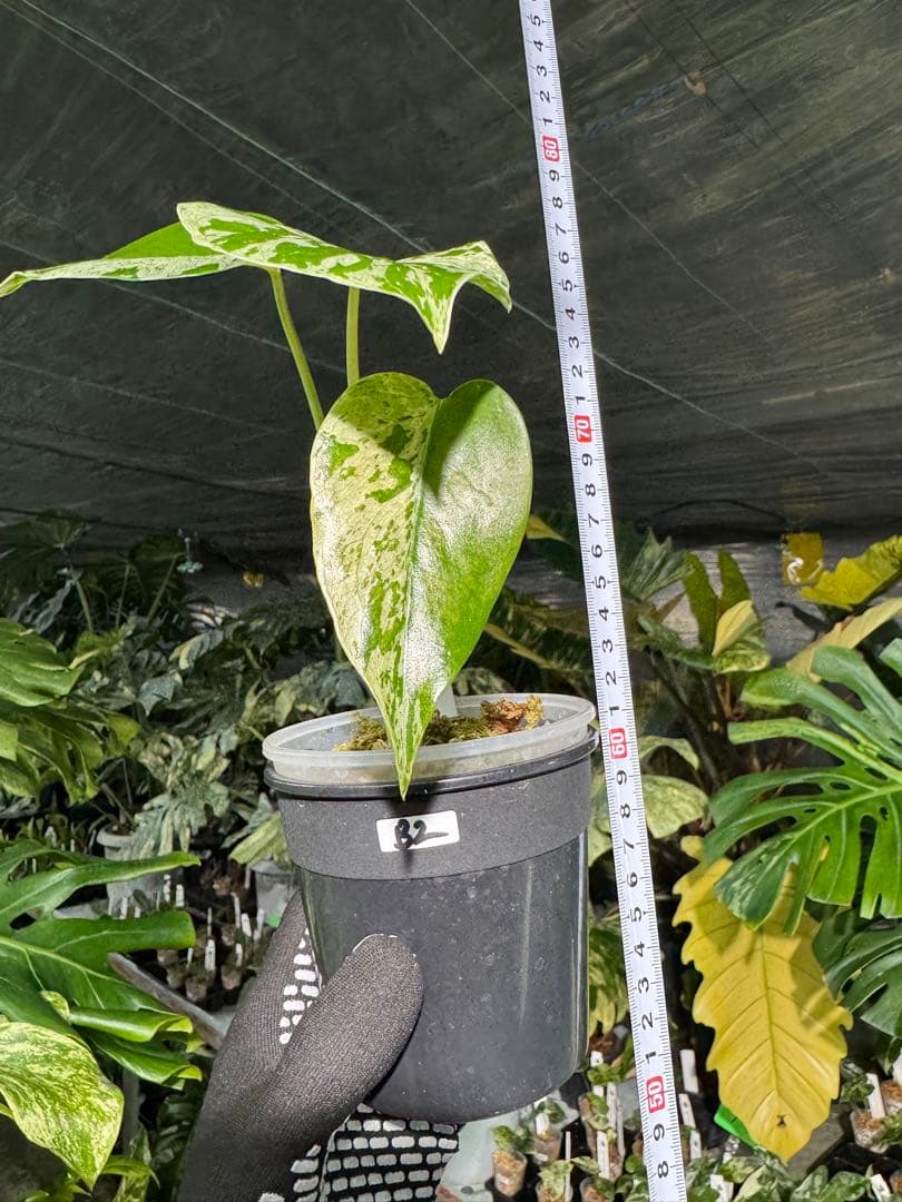 B2 モンステラ　デリシオーサ　ベトシオーサ