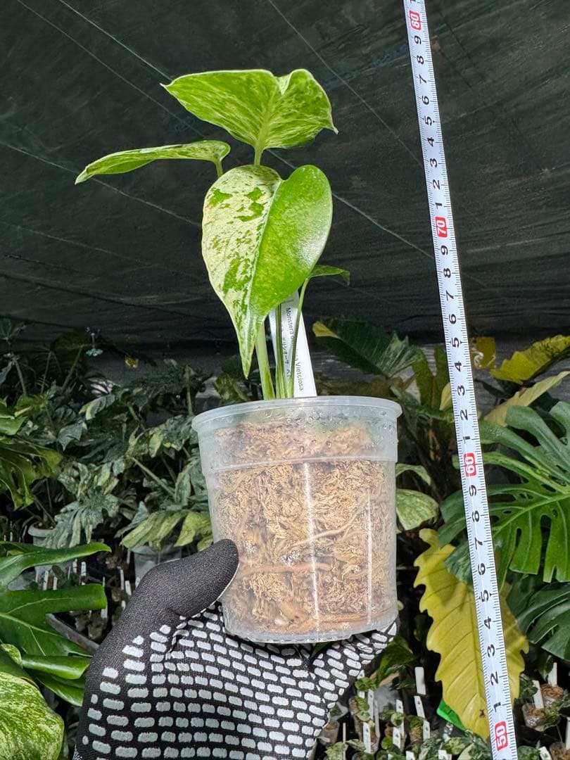 B2 モンステラ　デリシオーサ　ベトシオーサ