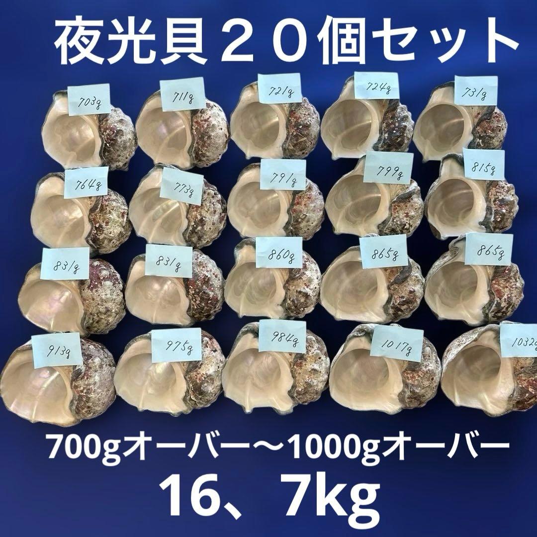 夜光貝　ヤコウ貝　まとめ売り　20個　16、7kg アクセサリー　ルアー