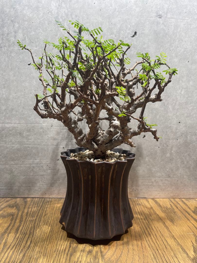 T*u様 センナメリディオナリス実生