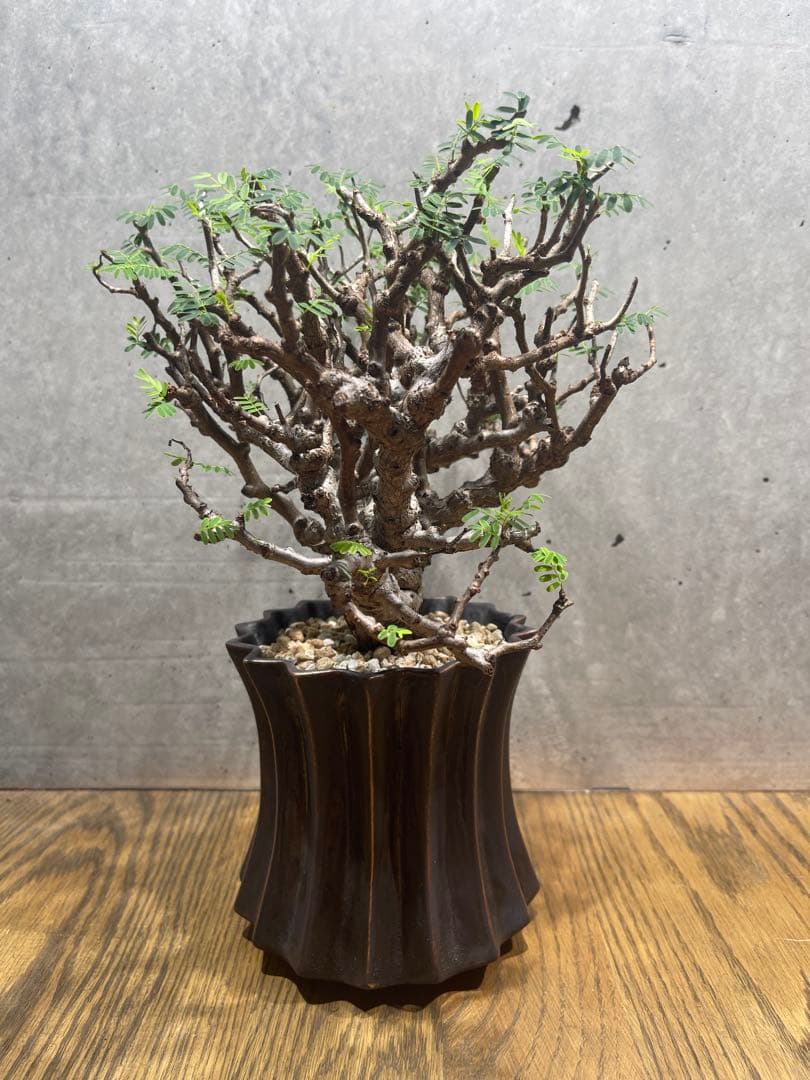 T*u様 センナメリディオナリス実生