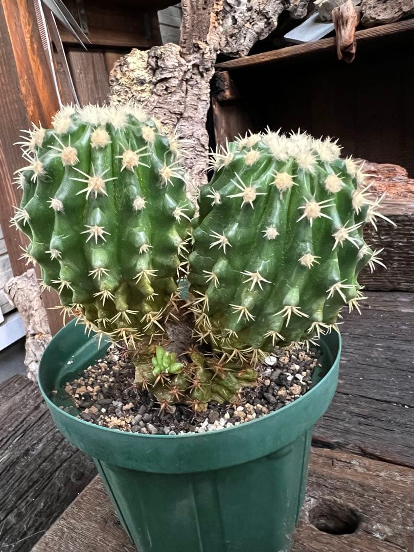 鷲爪金鯱 胴切り株 二頭立ちサボテン