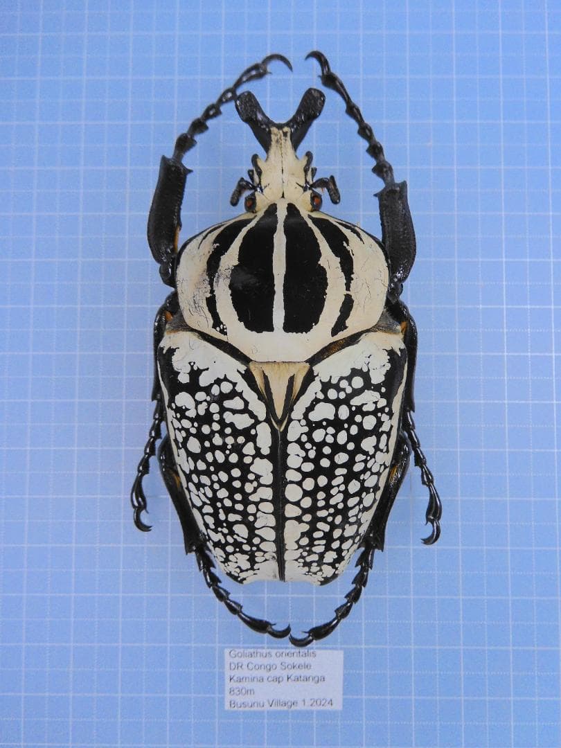 標本 Cong Goliathus orientalis 92mm