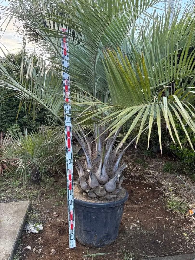 ココスヤシ　幹太　大きめ