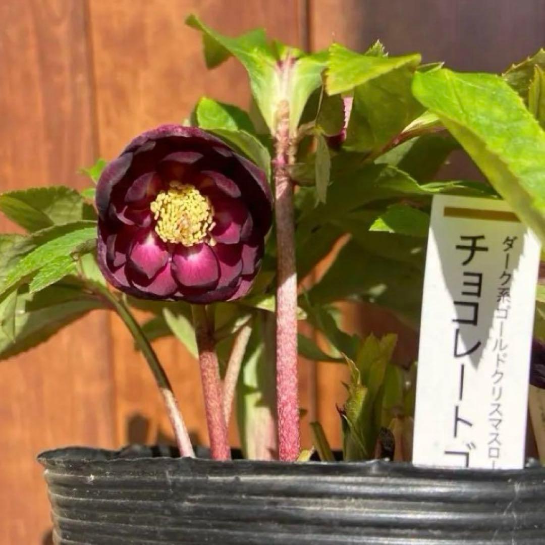 チョコレートゴールドセルフ★クリスマスローズ苗