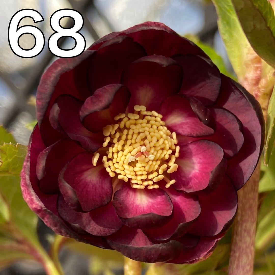 チョコレートゴールドセルフ★クリスマスローズ苗