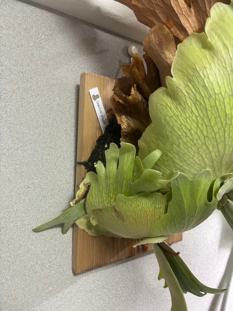 ビカクシダ willinckii \"TBFS No.1 2018\" 子株