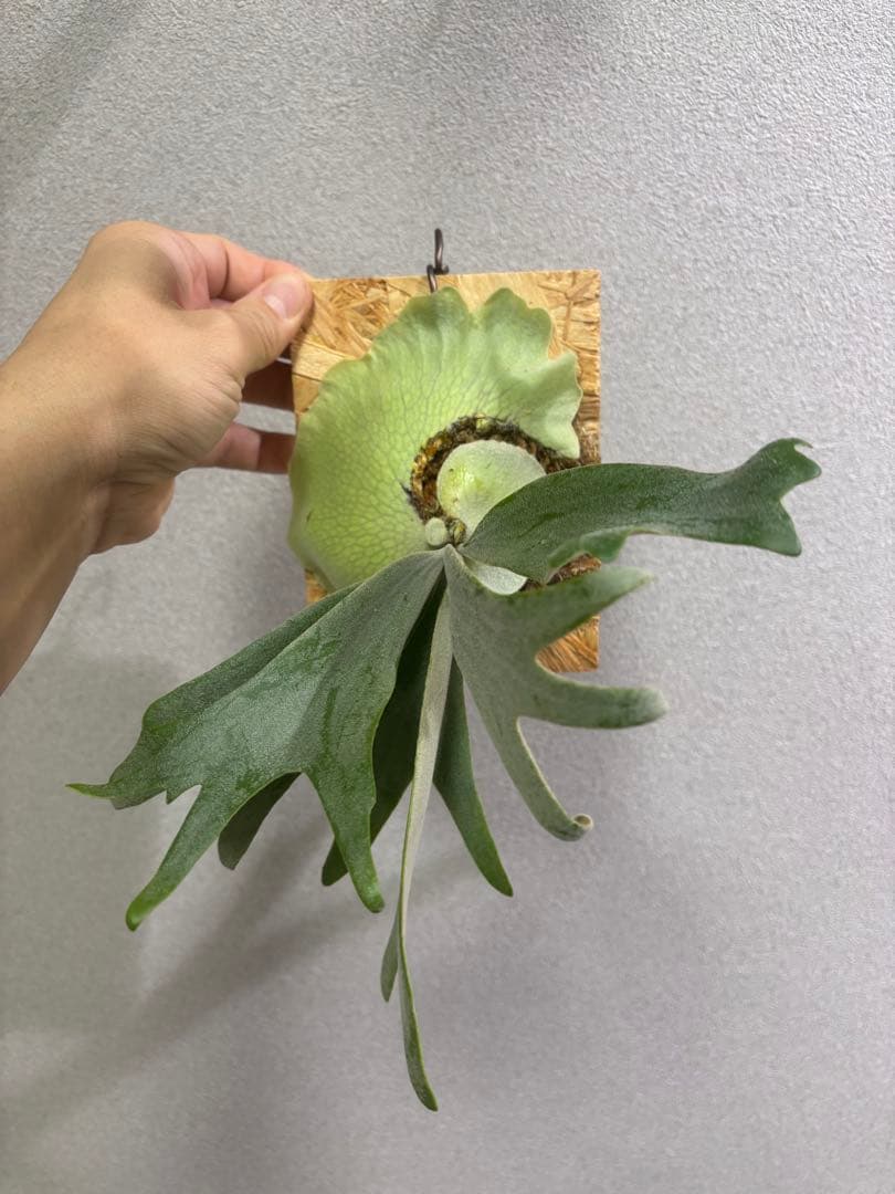 ビカクシダ willinckii \"TBFS No.1 2018\" 子株