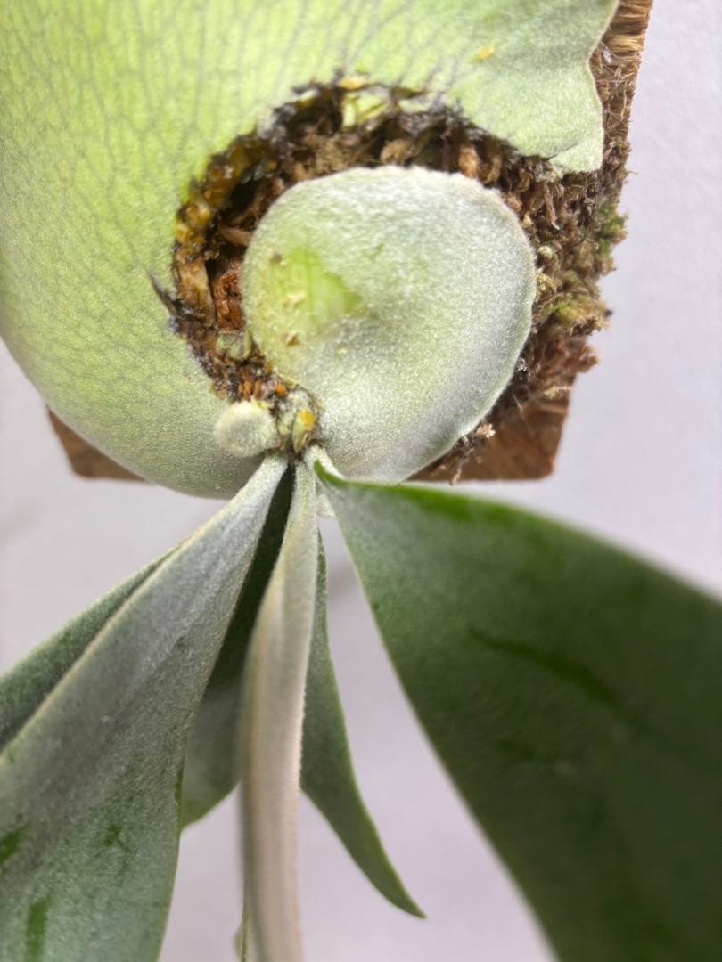 ビカクシダ willinckii \"TBFS No.1 2018\" 子株