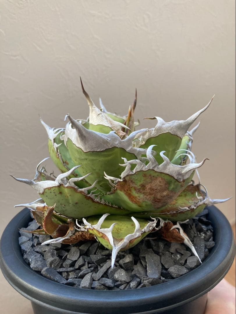 アガベ オテロイ実生選抜子株② オアハカ　チタノタ