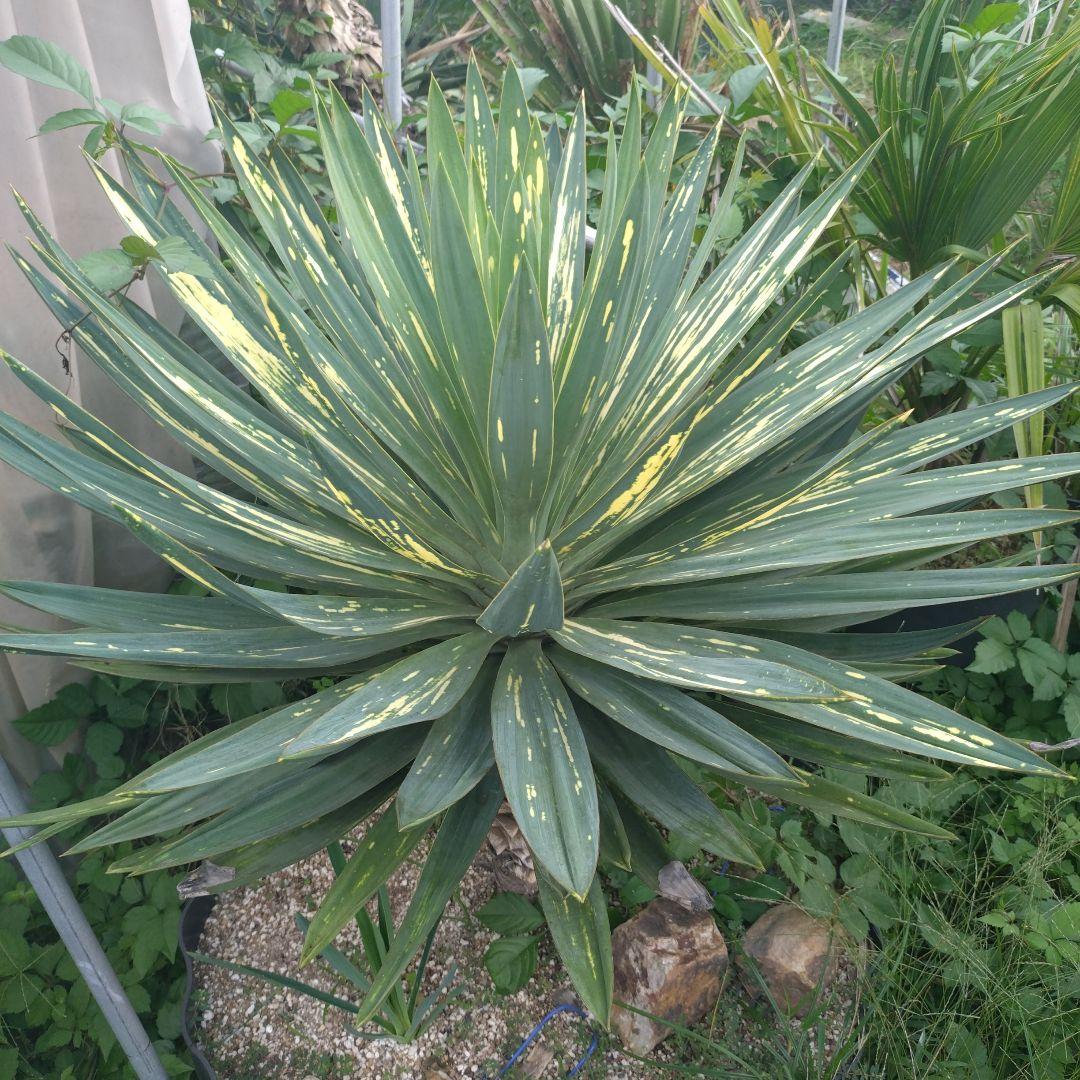 ユッカ グロリオサ　　散り斑