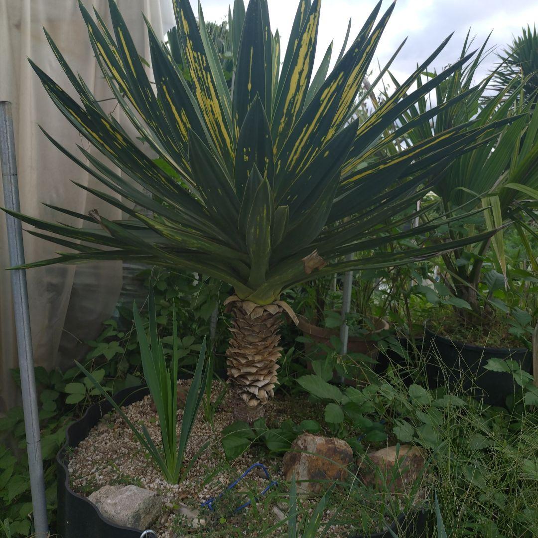 ユッカ グロリオサ　　散り斑