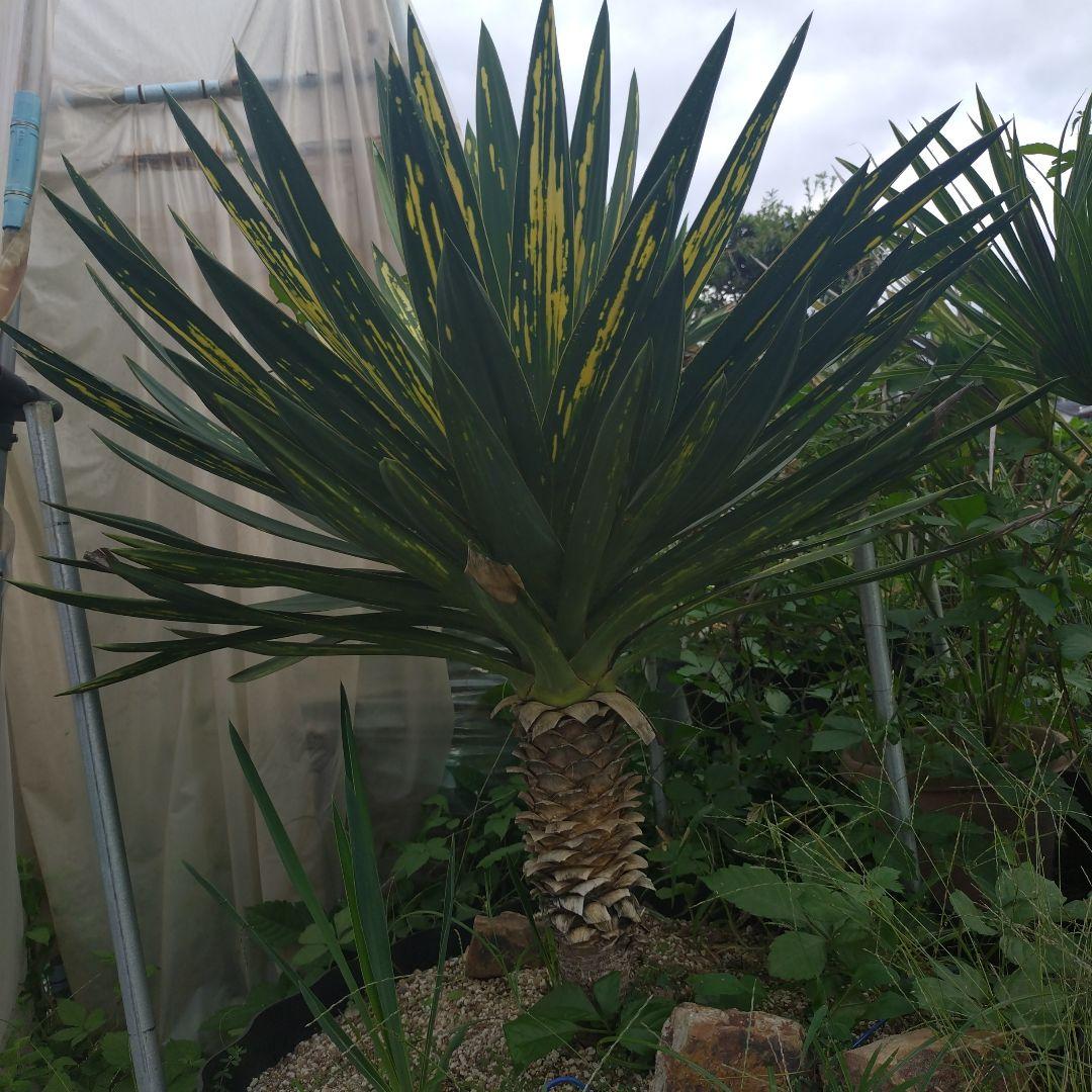 ユッカ グロリオサ　　散り斑