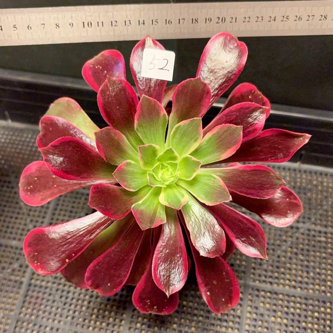 52#多肉植物アエオニウム錦❤️金絲雀锦❤️1大頭4子芽21cm拔き苗