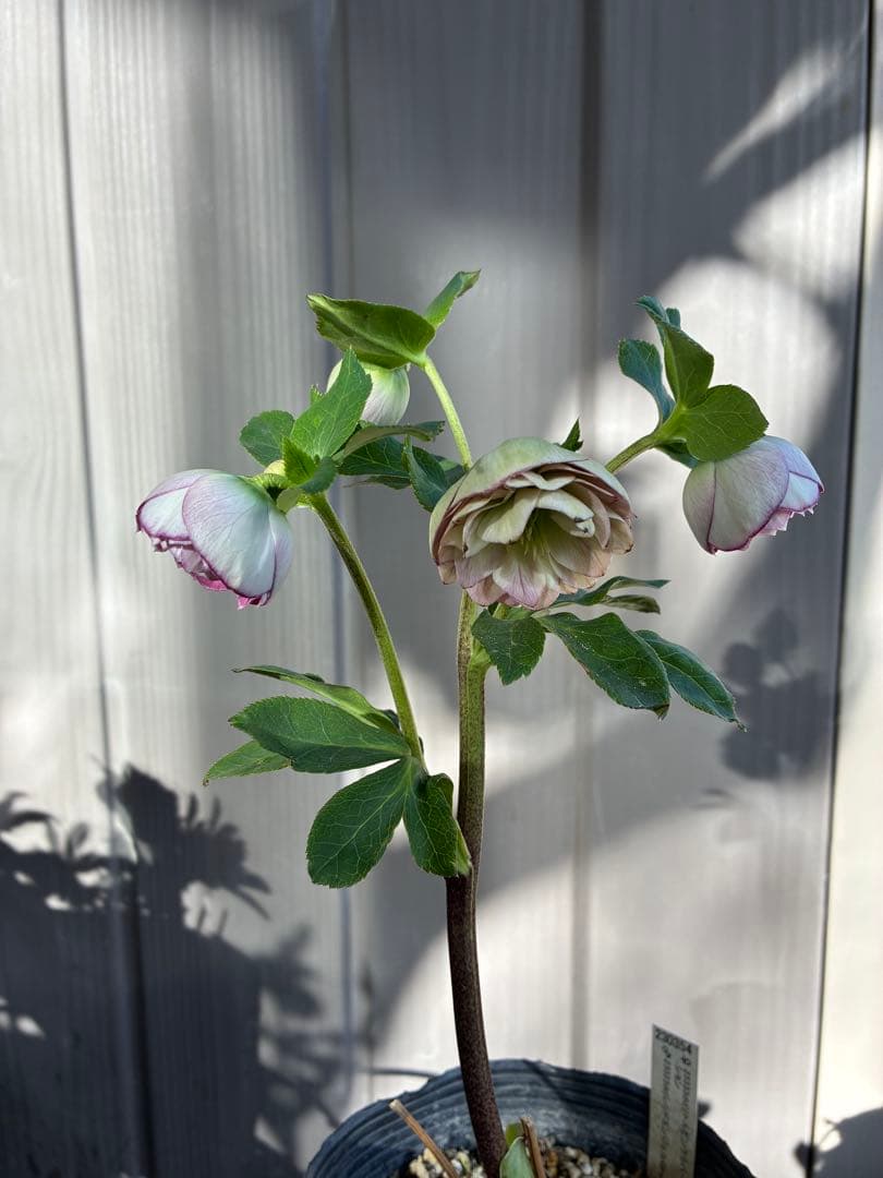 ♡認定♡毬姫　コロコロ咲き