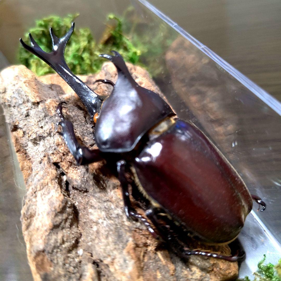 野生極美特大超巨大頭角19.7mm体長80mmぐらい黒ブラックカブトムシ昆虫標本