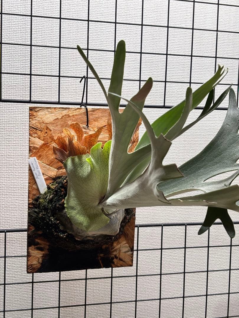 ビカクシダ P. queen F303 platinum