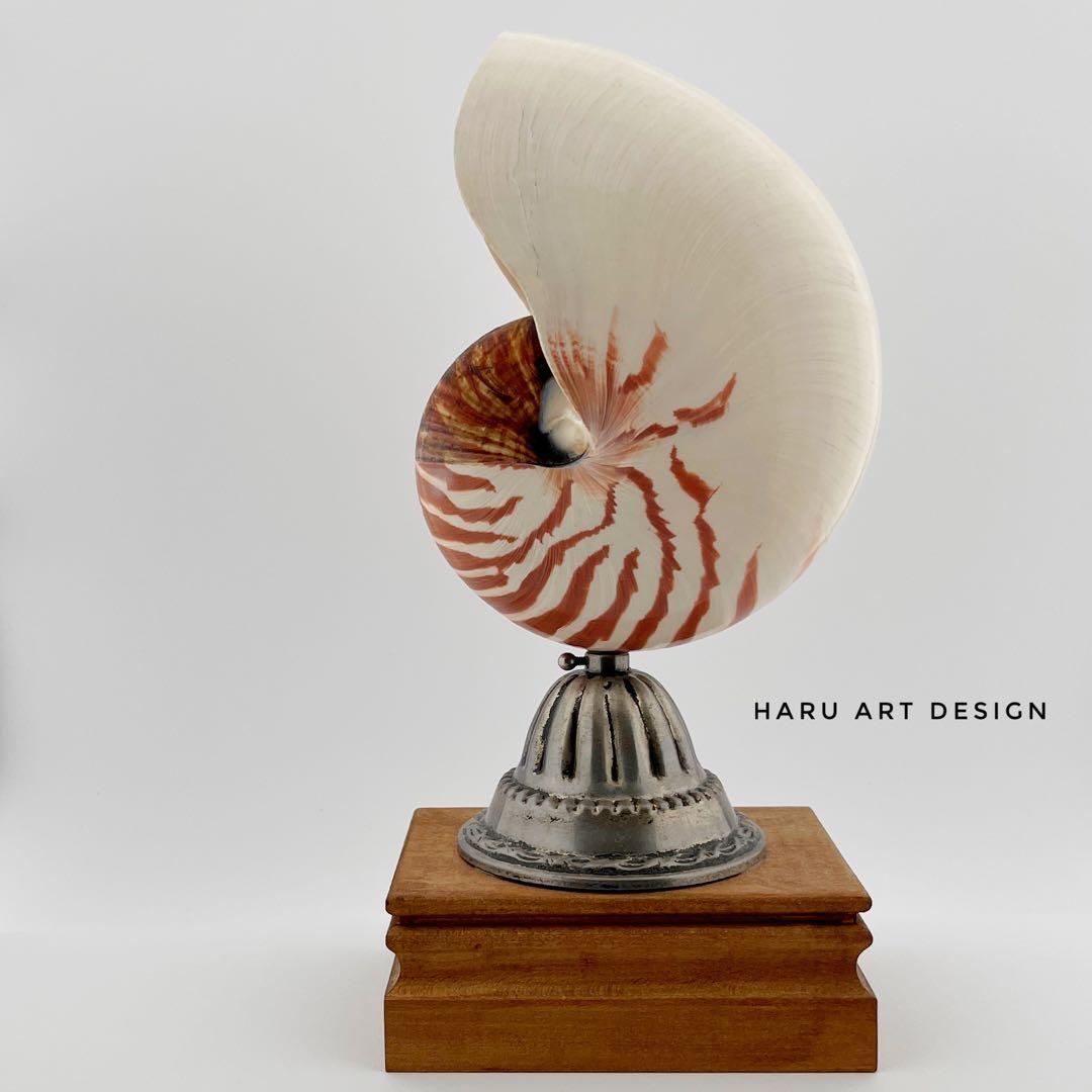 オウムガイ 標本 貝殻 インテリア アート アンティーク 貝 オブジェ 雑貨