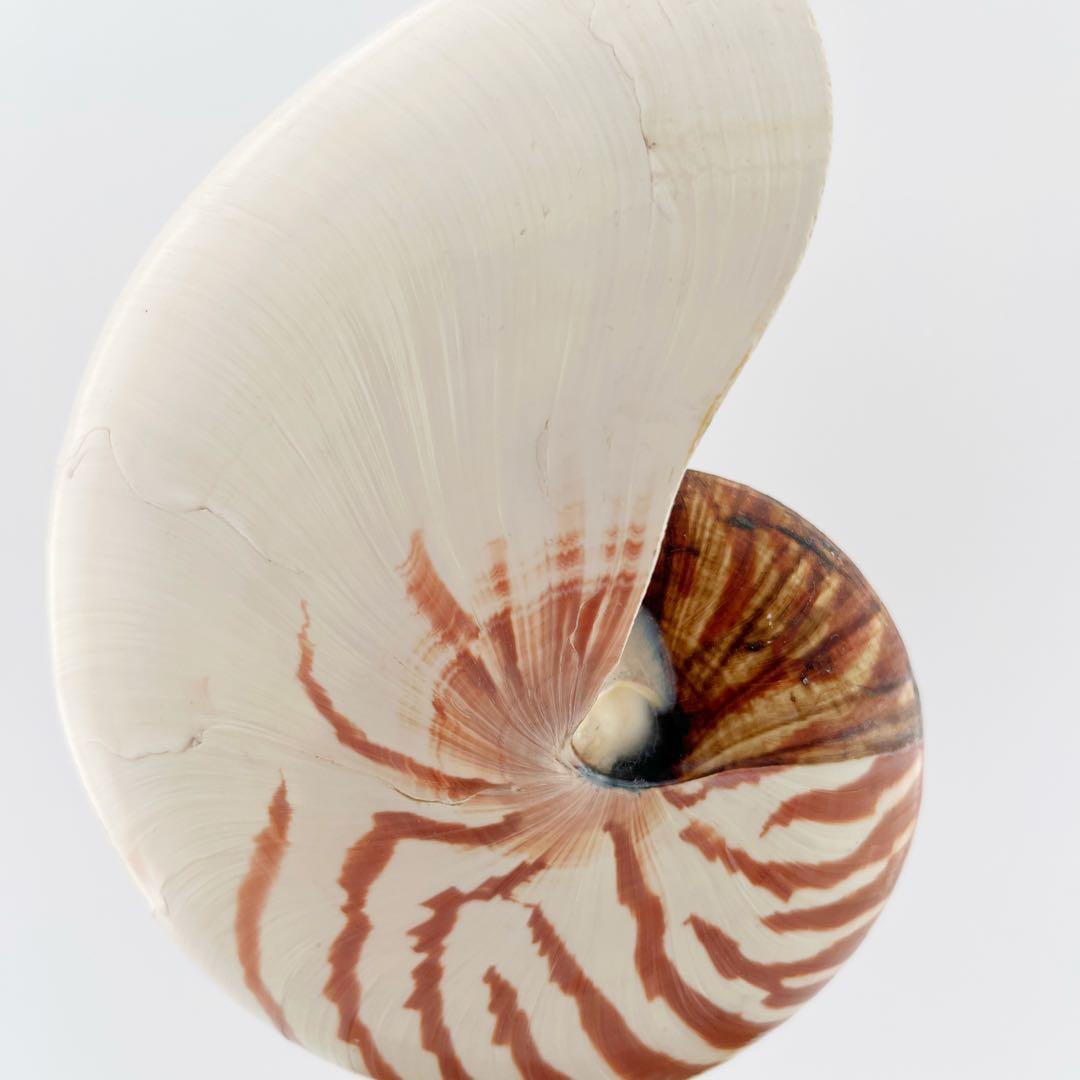 オウムガイ 標本 貝殻 インテリア アート アンティーク 貝 オブジェ 雑貨