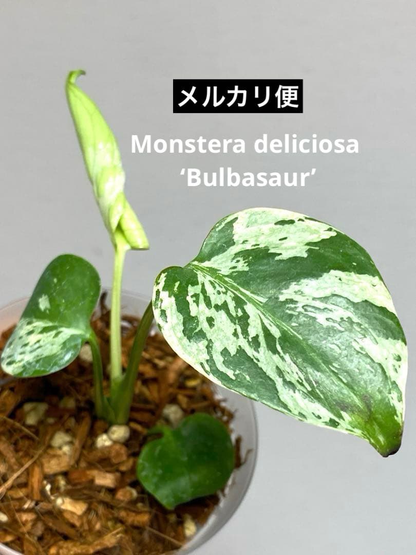 a【将来有望株‼️】モンステラ　デリシオーサ　バルバソー　フシギダネ/ベトシオーサ