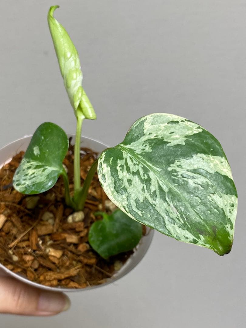 a【将来有望株‼️】モンステラ　デリシオーサ　バルバソー　フシギダネ/ベトシオーサ