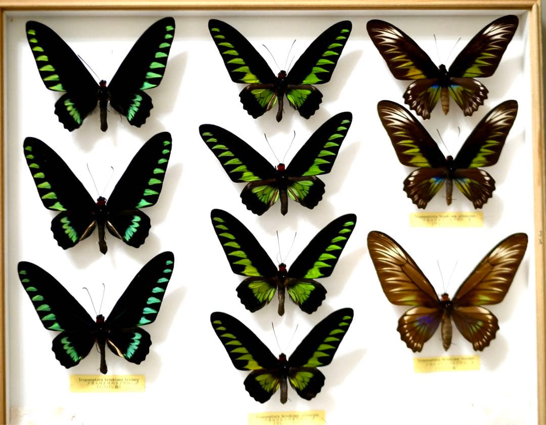 蝶標本 アカエリトリバネアゲハ各種 世界産地別コレクション 大型ドイツ箱