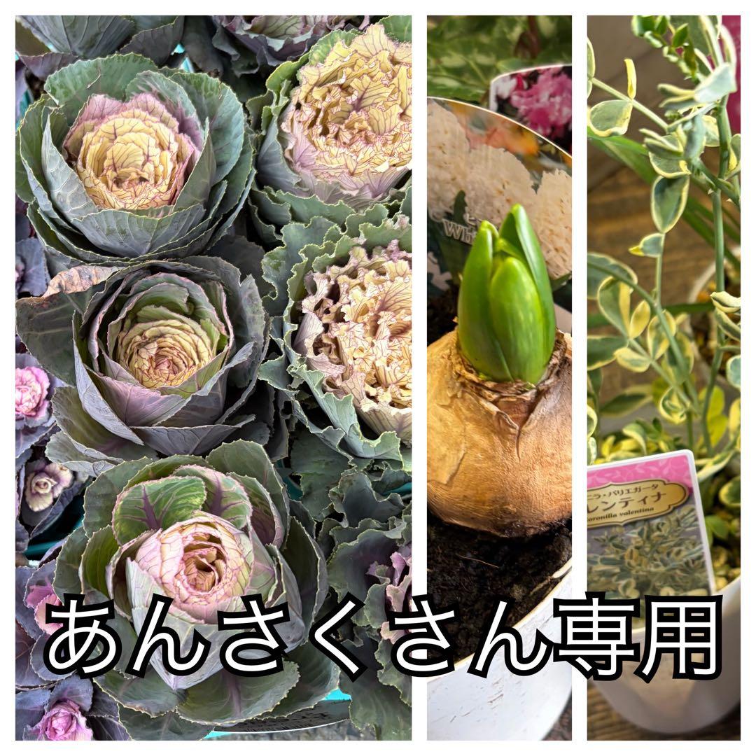 【専用商品】　リクエストアソート　ハボタン　コロニラ　ヒヤシンス