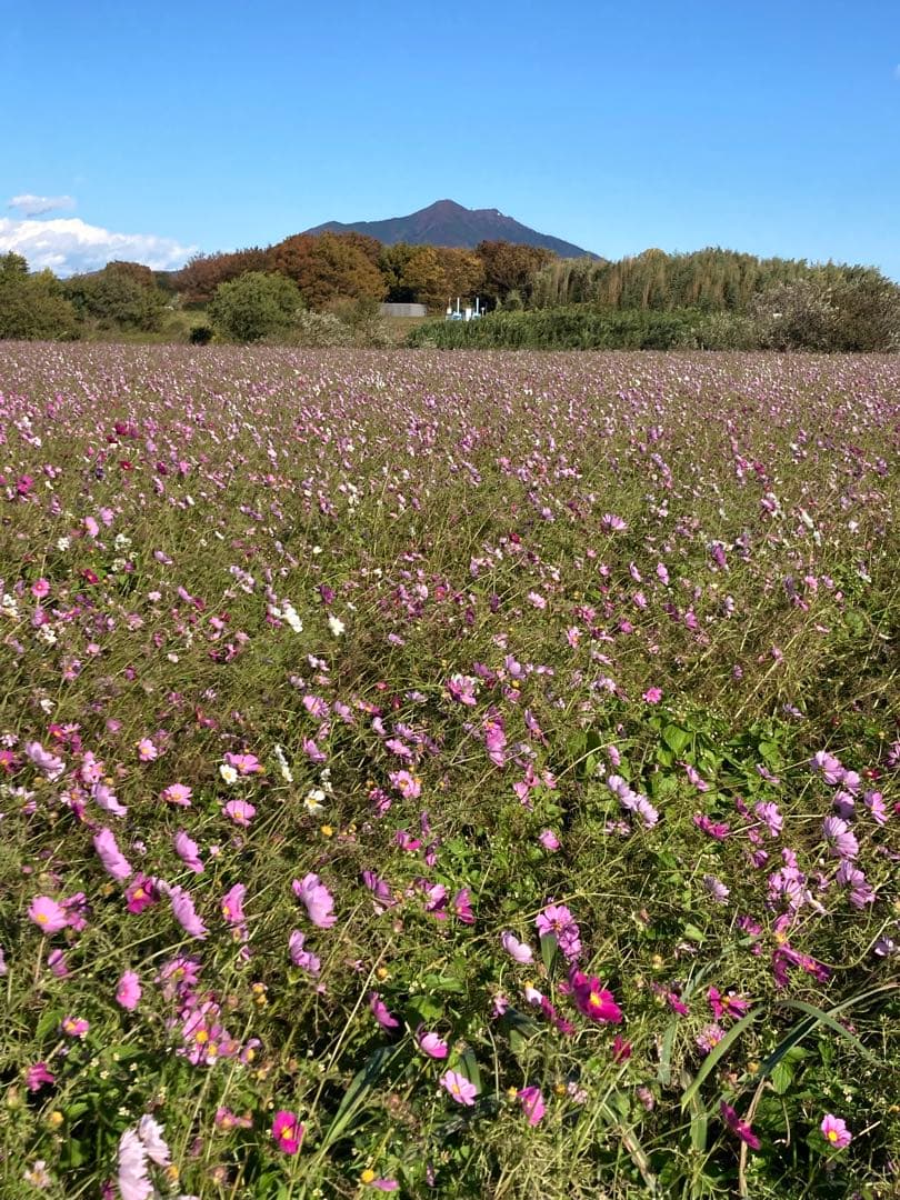 VASCO 翻訳機　未開封