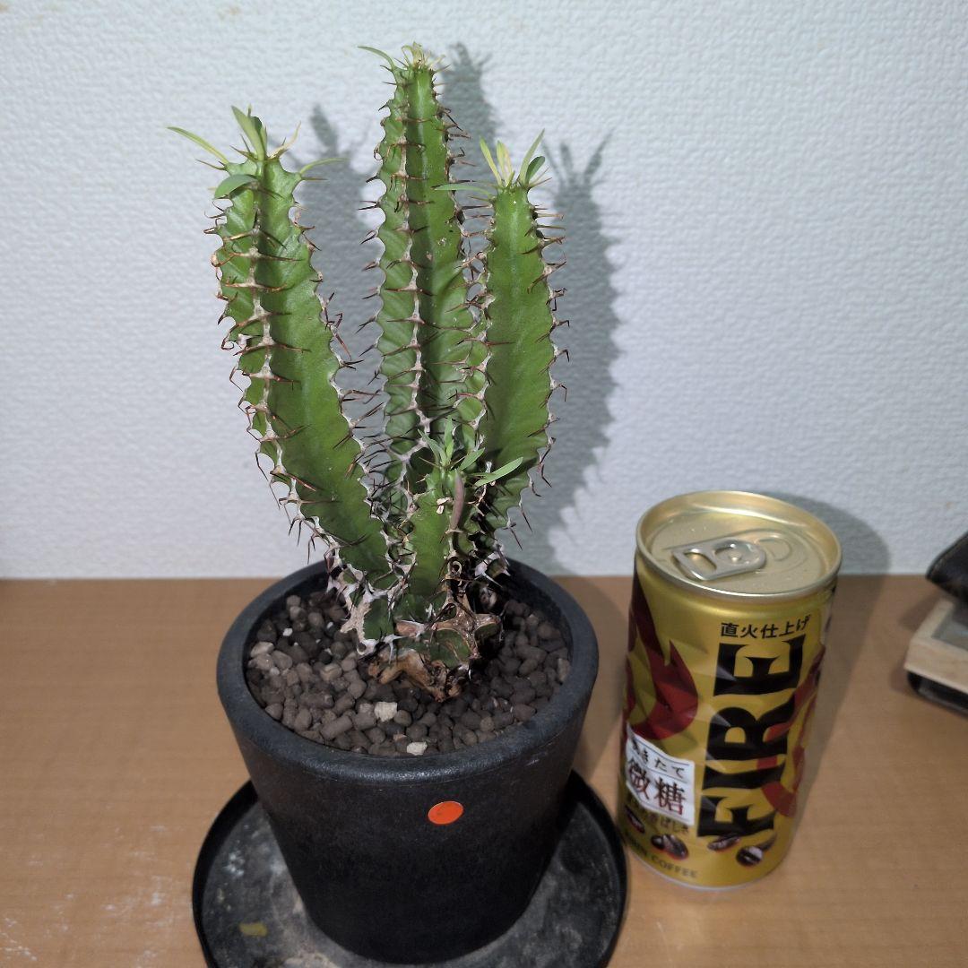 ユーフォルビア　ムランジーナ　実生 鉢付き
