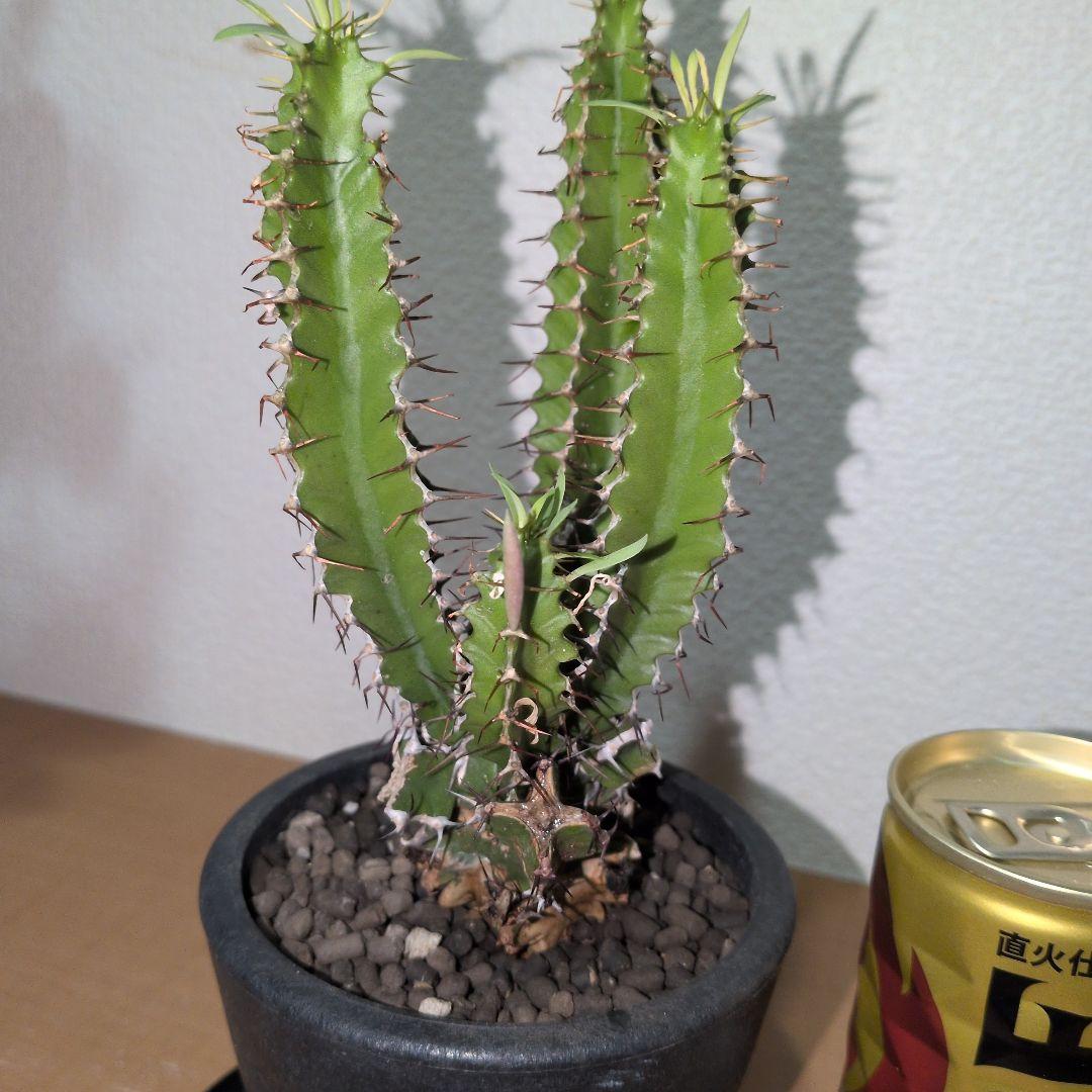 ユーフォルビア　ムランジーナ　実生 鉢付き