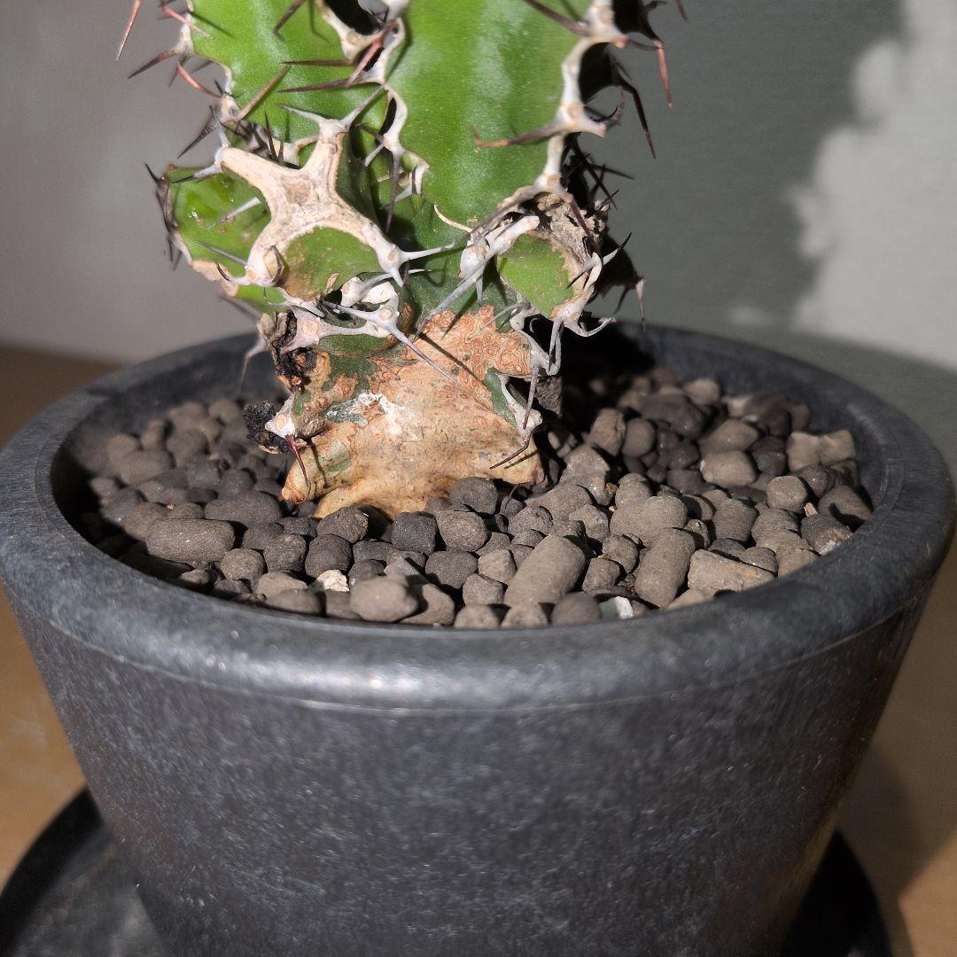 ユーフォルビア　ムランジーナ　実生 鉢付き