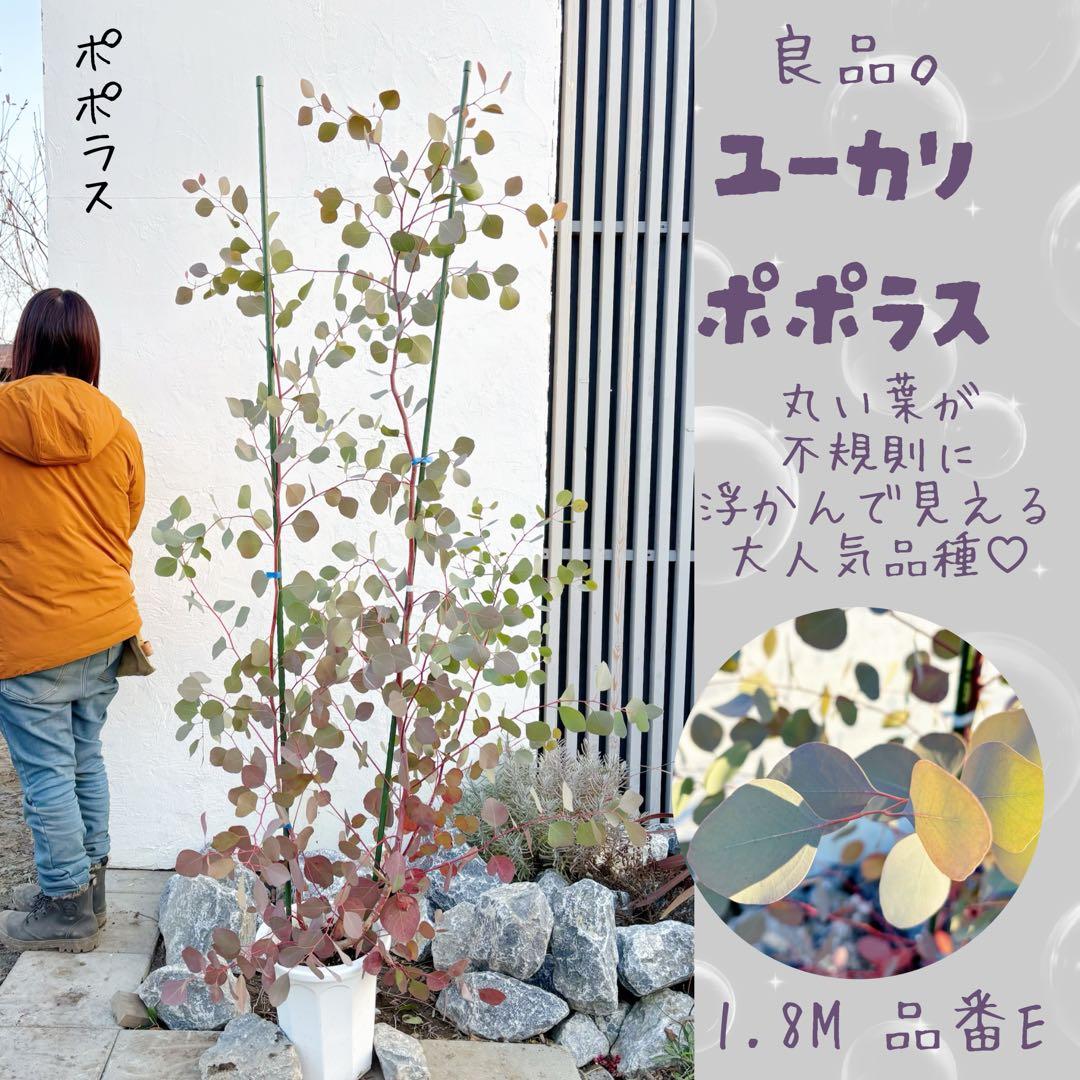 幹太。ユーカリポポラス1.8M(鉢底から)品番E