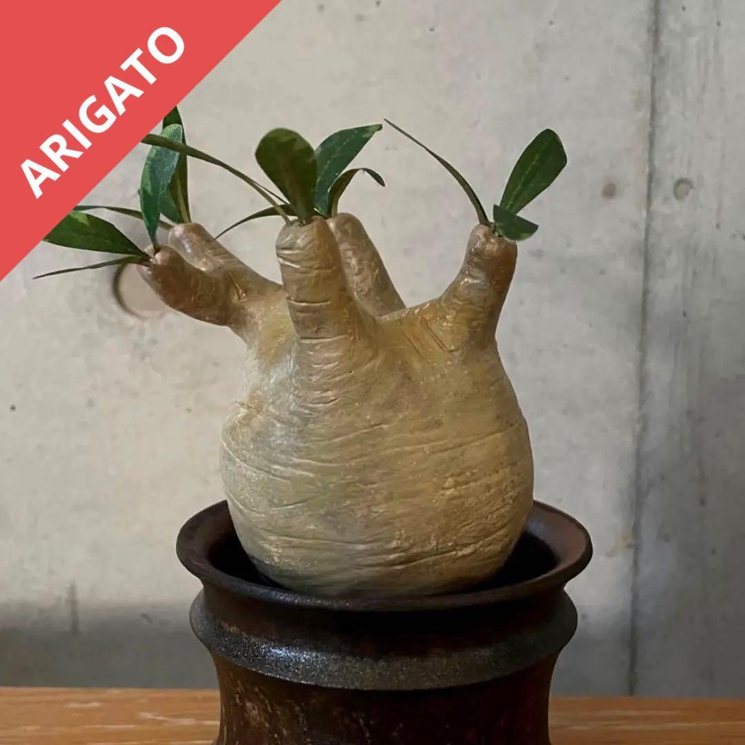 パキポディウム グラキリス ハンドメイド フィギュア クラフトプランツ