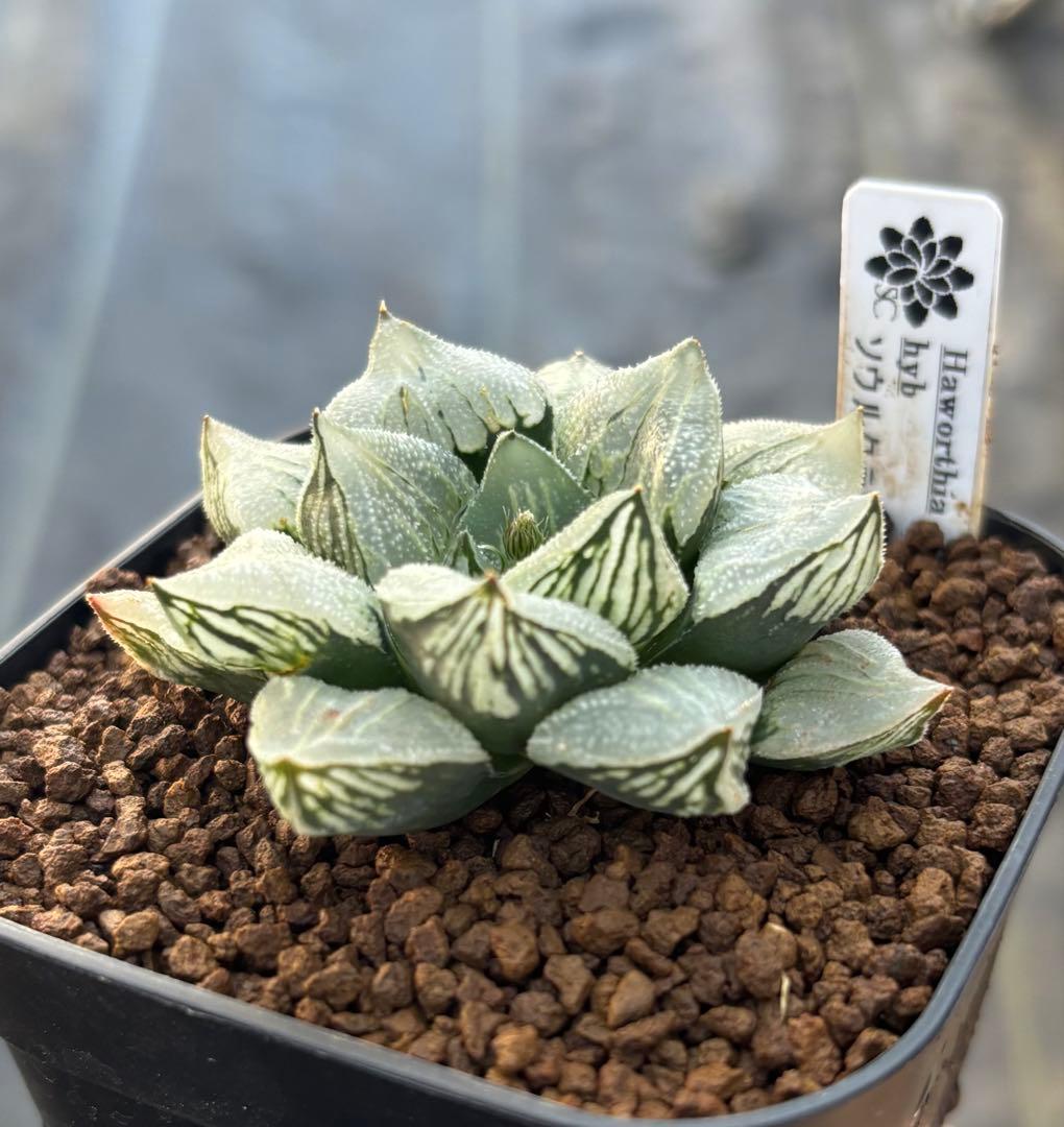 【セール中】ソウルクラウン