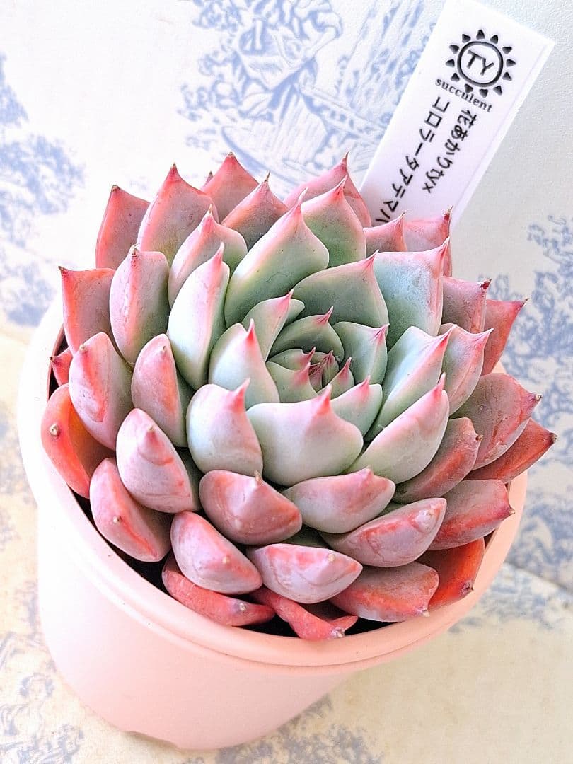 ꕤclara*様 リクエスト 9点 まとめ商品