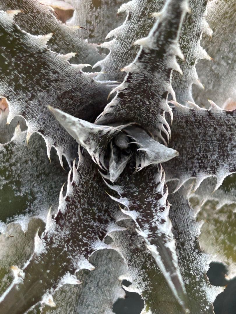 群生 DBディッキア Dyckia Bill Baker hyb #217 ⑴