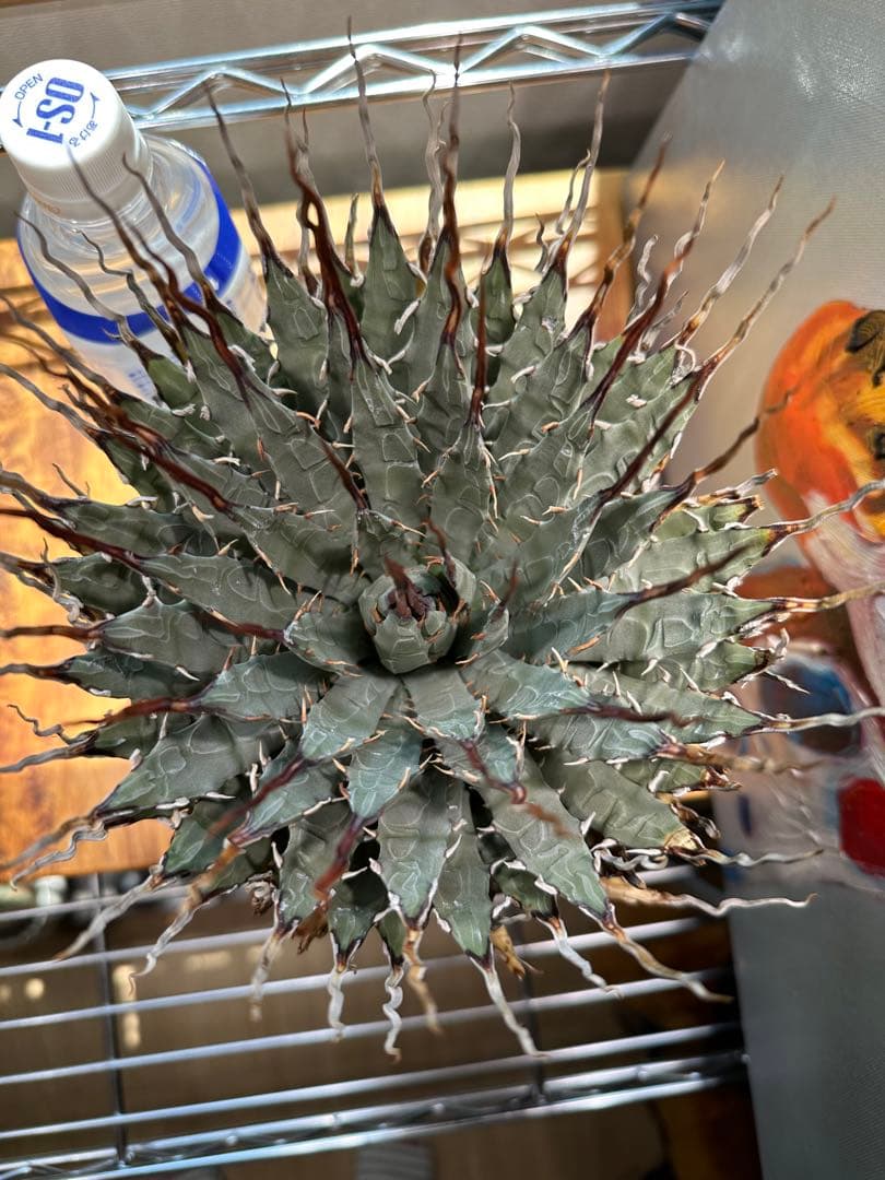 アガベ ユタエンシス エボリスピナ 陽炎 現地球 発根済ボタナイズ✖️GOUJIN