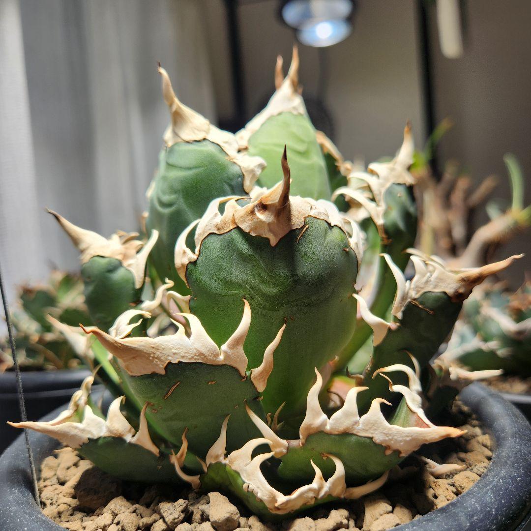 170✴ゴリ猫✴【2.7写真更新】アガベ レッドキャットウィーズル