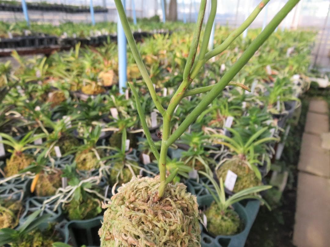 ボウラン白斑白花