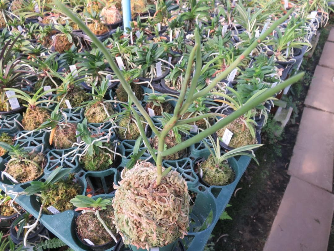 ボウラン白斑白花