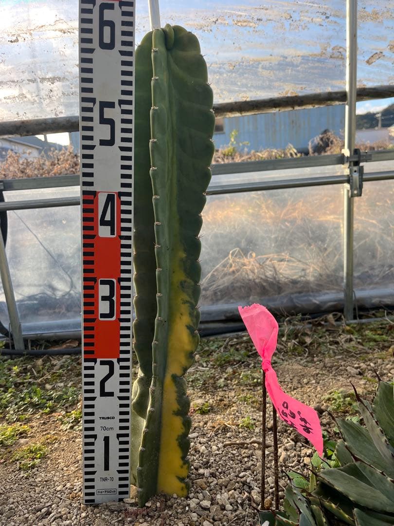 鬼面角錦　柱サボテン　斑入り