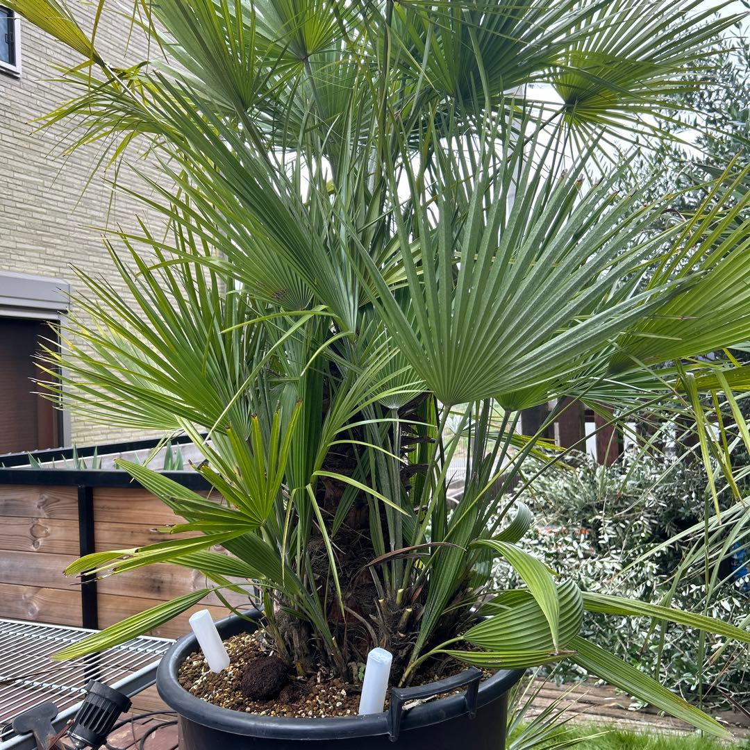 【引き取り限定】チャメロップス　フミリス　幹高60 多頭　関東近辺別途配送あり