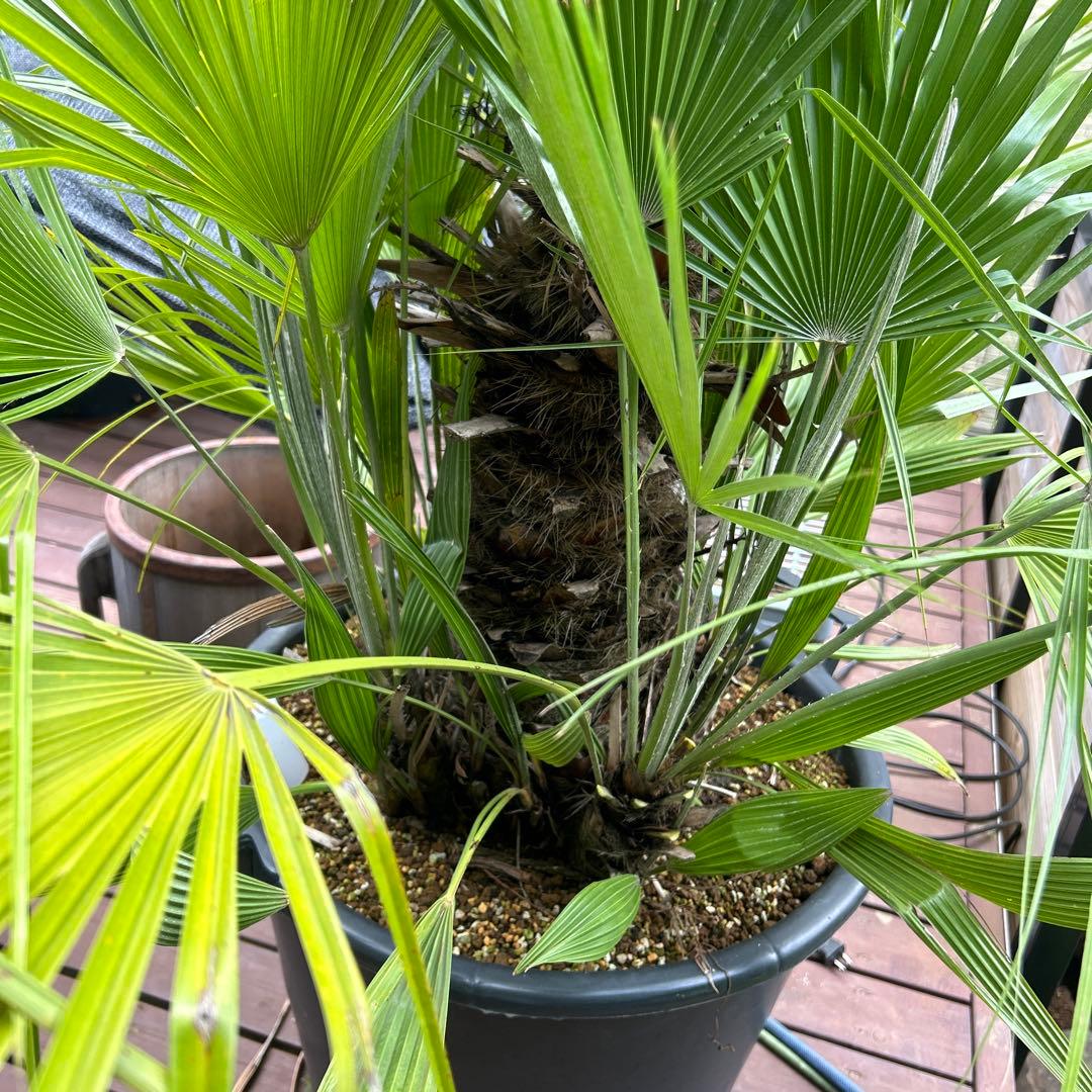 【引き取り限定】チャメロップス　フミリス　幹高60 多頭　関東近辺別途配送あり