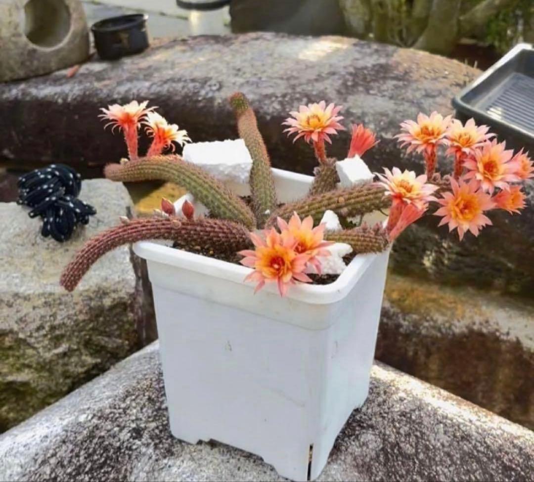 【鉢ごと】多肉植物　花サボテン　金紐シリーズ　オレンジ