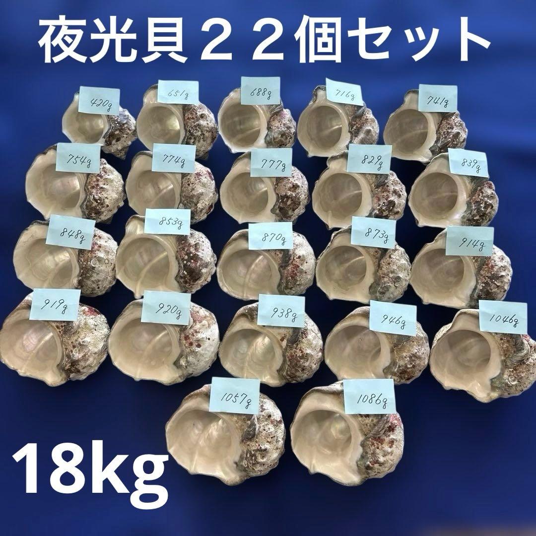 夜光貝　ヤコウ貝　まとめ売り　22個　18、4kg アクセサリー　ルア