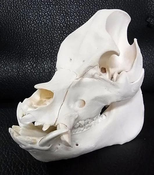 ミニブタ（ポットベリー・ピッグ ）頭骨（大）オス ★ NO.2